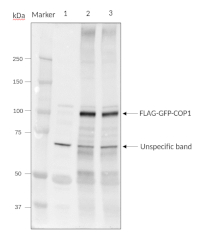 COP1 | E3 ubiquitin-protein ligase COP1 in the group Antibodies Plant/Algal  / Developmental Biology / Photomorphogenesis at Agrisera AB (Antibodies for research) (AS20 4399)
